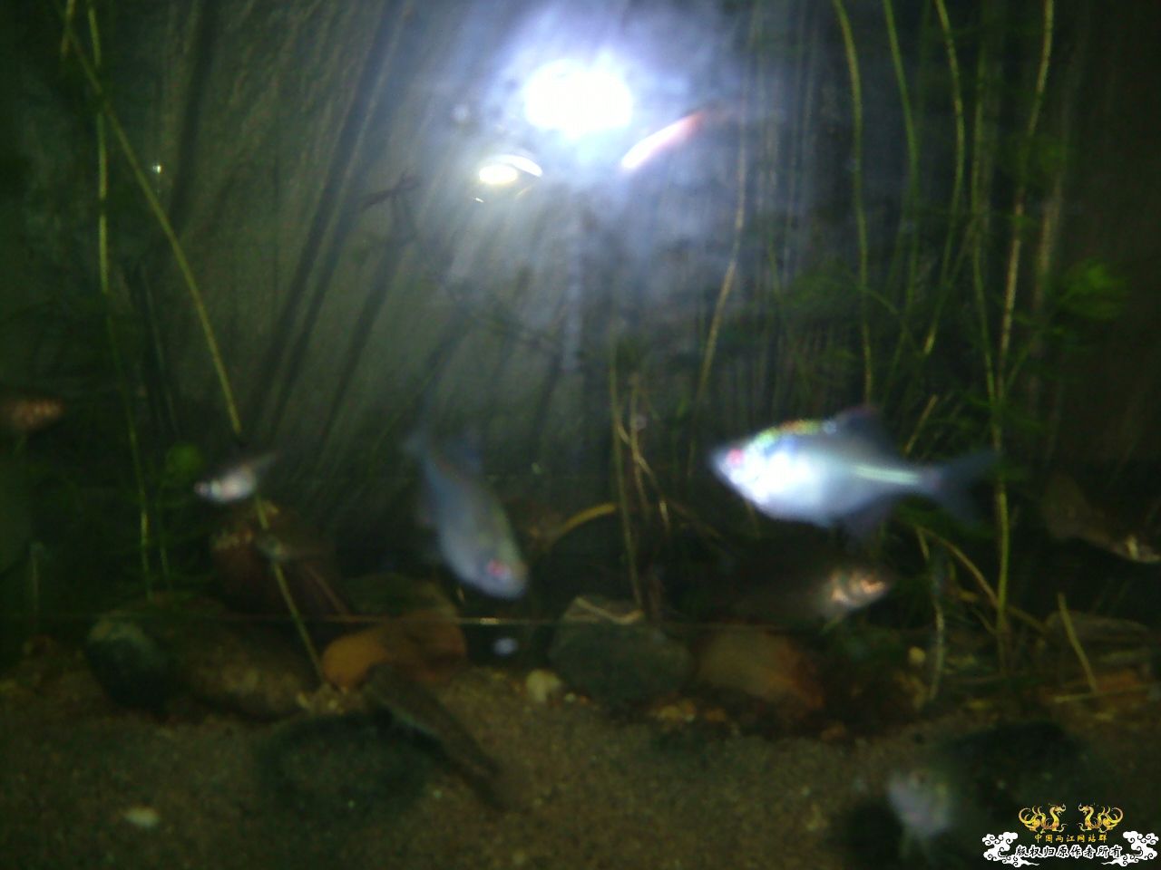 寄鱼翻缸后