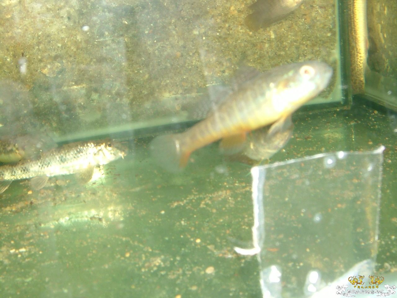 寄鱼翻缸后