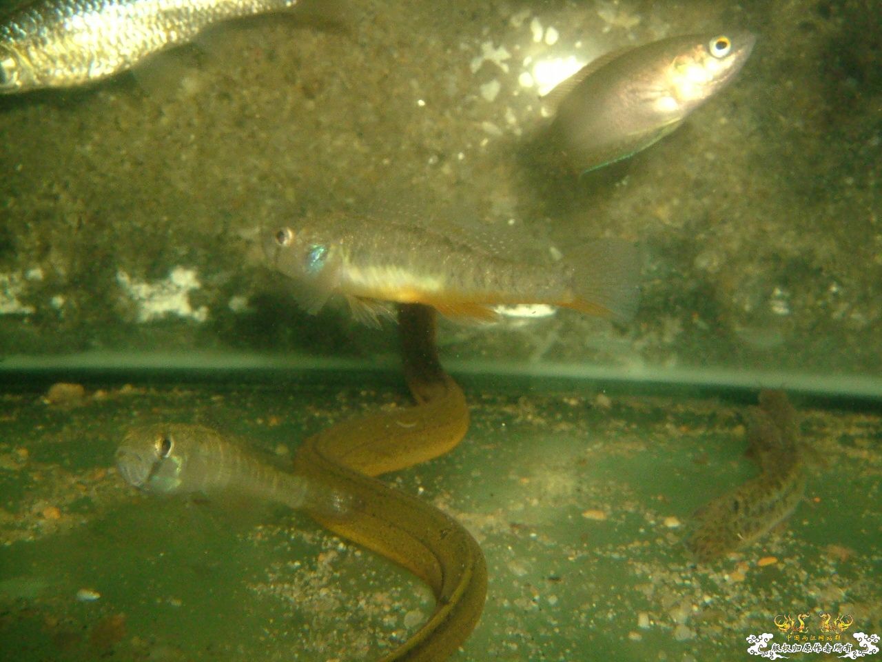 寄鱼翻缸后