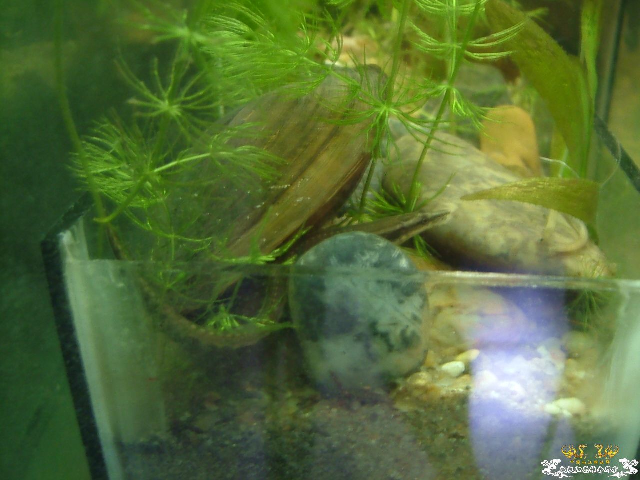 寄鱼翻缸后