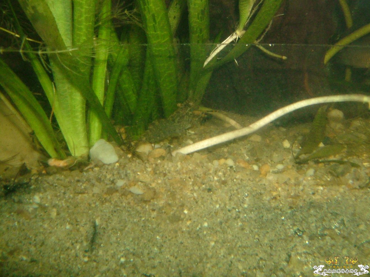 寄鱼翻缸后