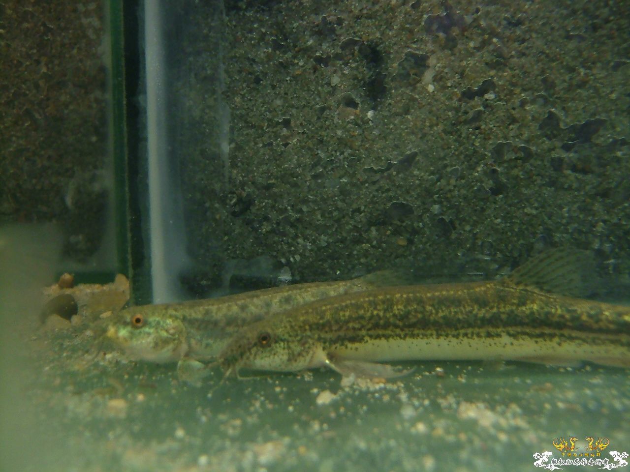 寄鱼翻缸后