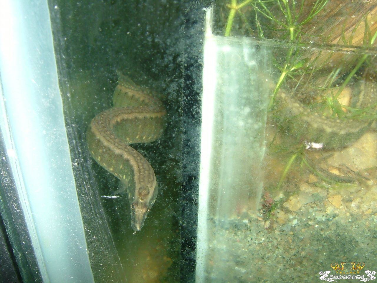 寄鱼翻缸后