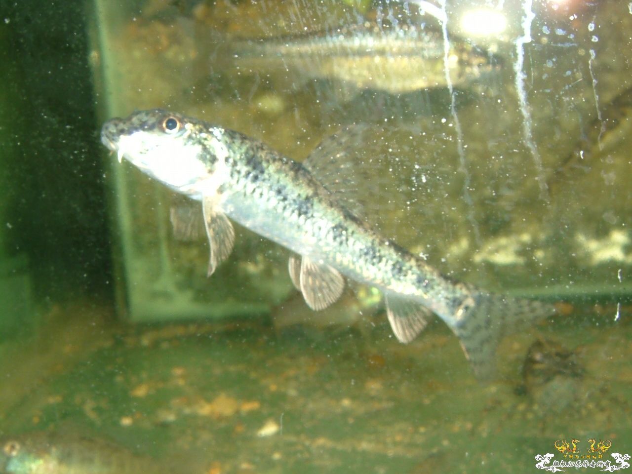 寄鱼翻缸后