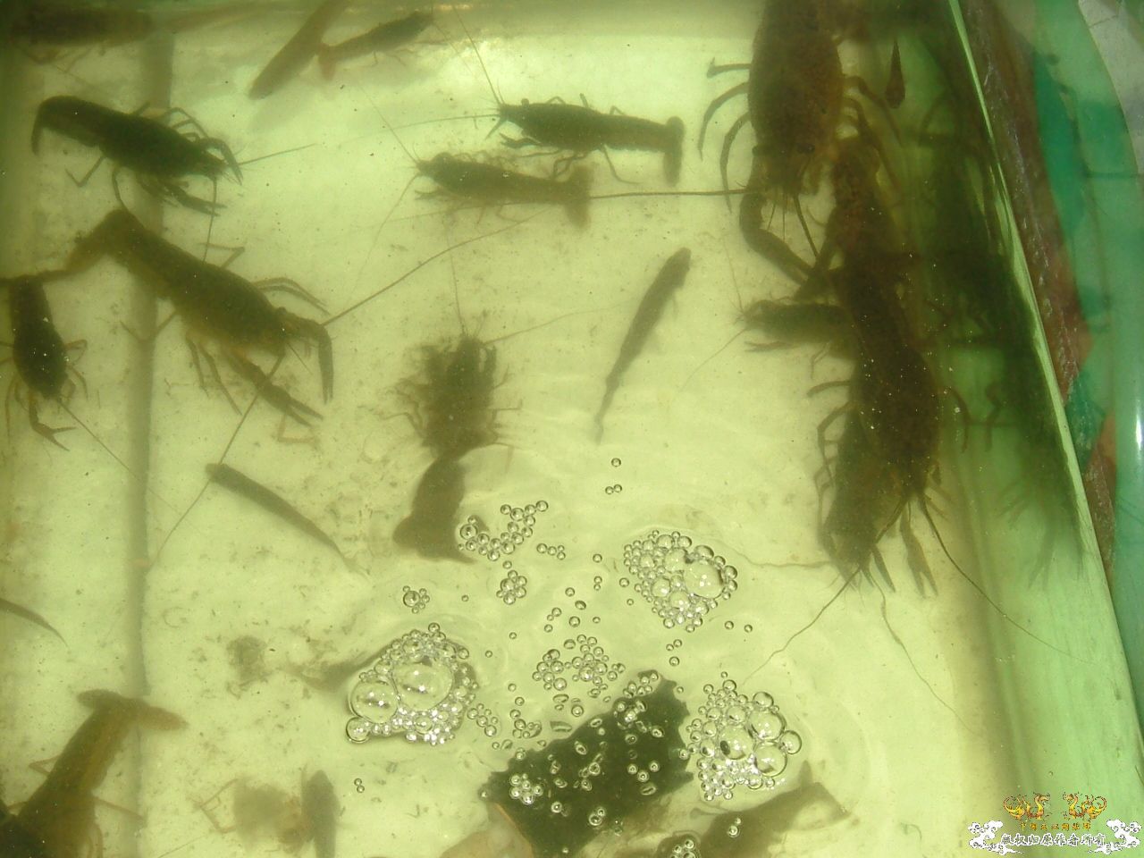 寄鱼翻缸后