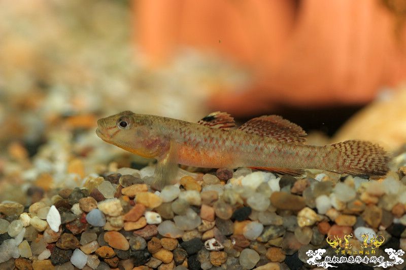 五一广州从化j野采之旅(重大发现)