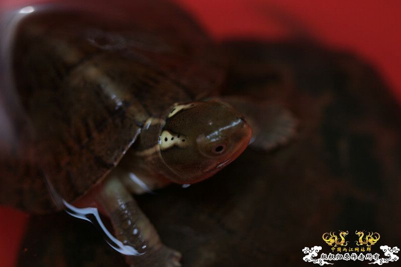 五一广州从化j野采之旅(重大发现)