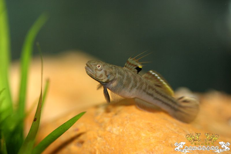 五一广州从化j野采之旅(重大发现)