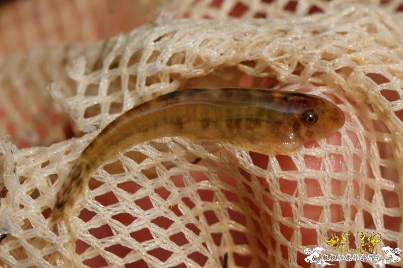 五一广州从化j野采之旅(重大发现)