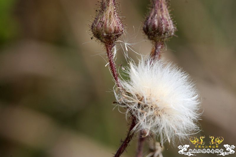 五一广州从化j野采之旅(重大发现)