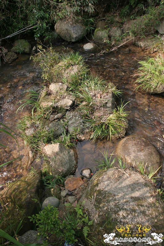 五一广州从化j野采之旅(重大发现)