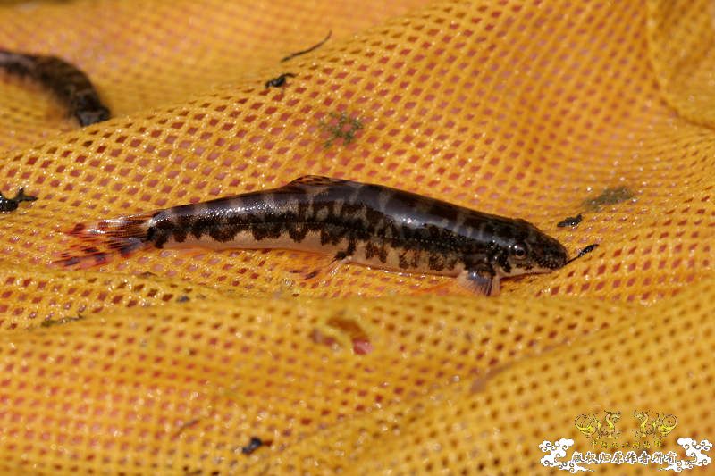 五一广州从化j野采之旅(重大发现)