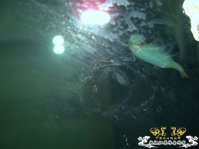 鱼塘中发现的东东,请问是什么虫??