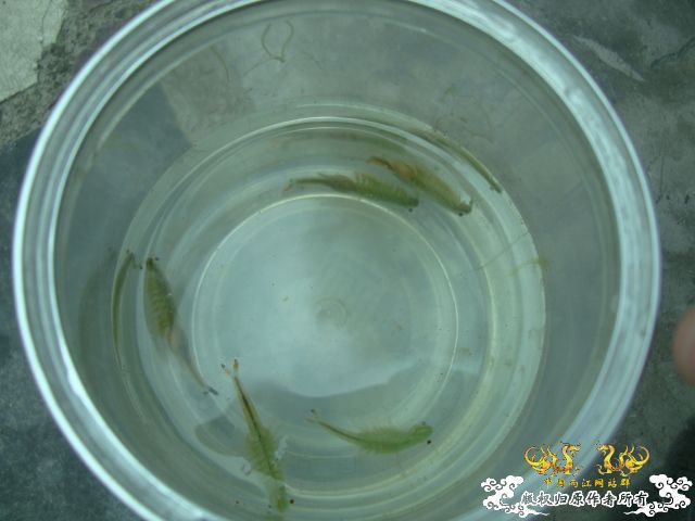 鱼塘中发现的东东,请问是什么虫??