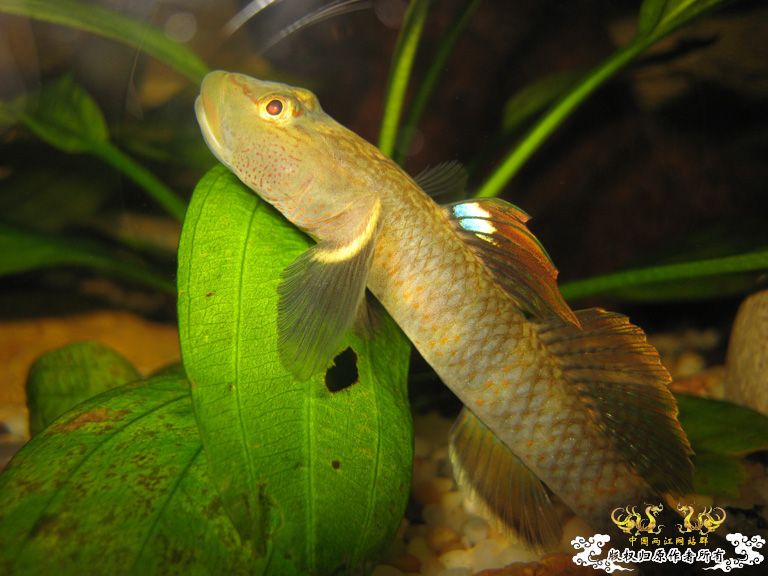 李氏一组