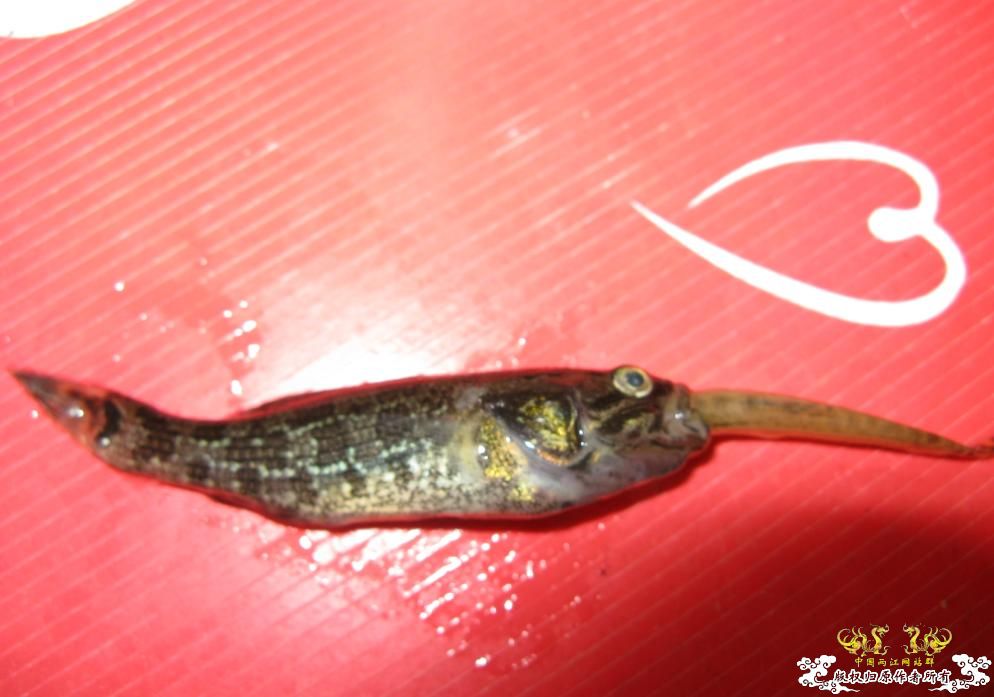 人为财死，鱼为食亡