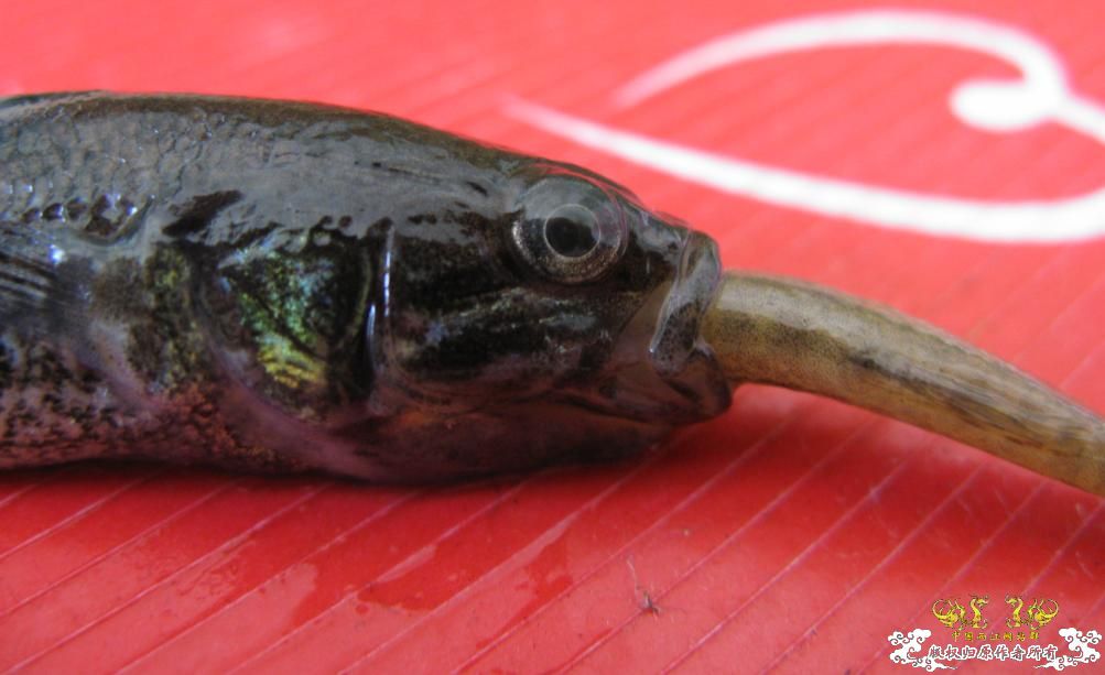 人为财死，鱼为食亡