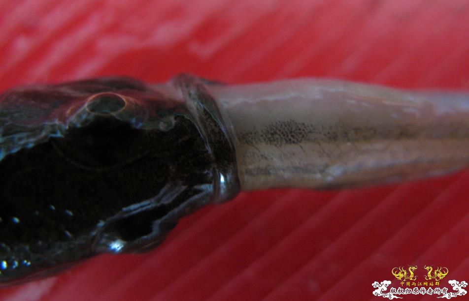 人为财死，鱼为食亡