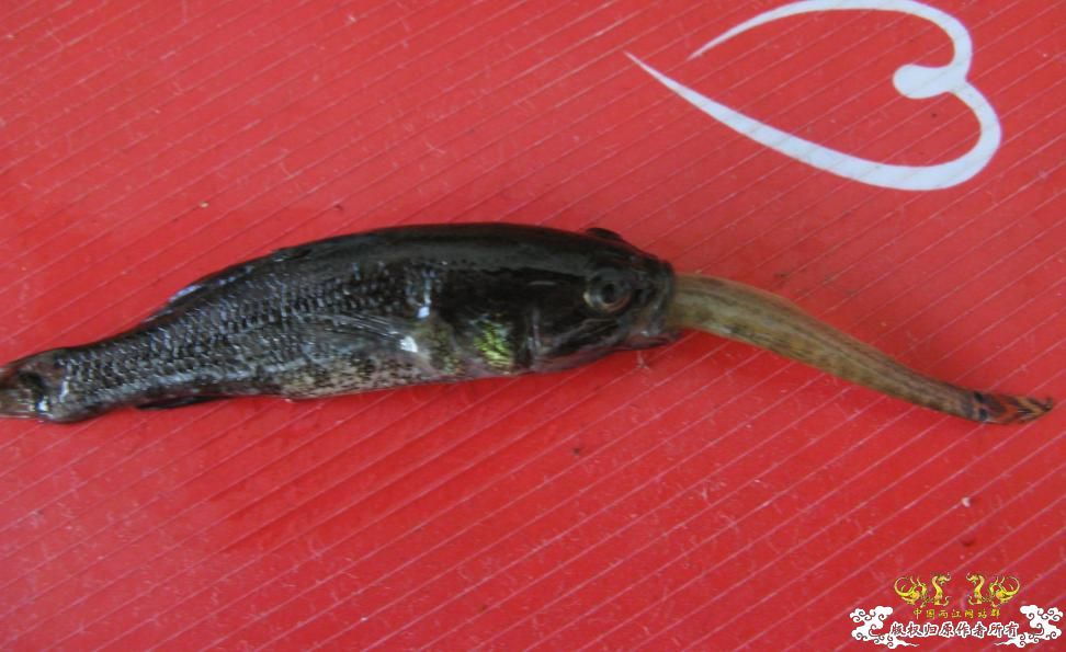 人为财死，鱼为食亡