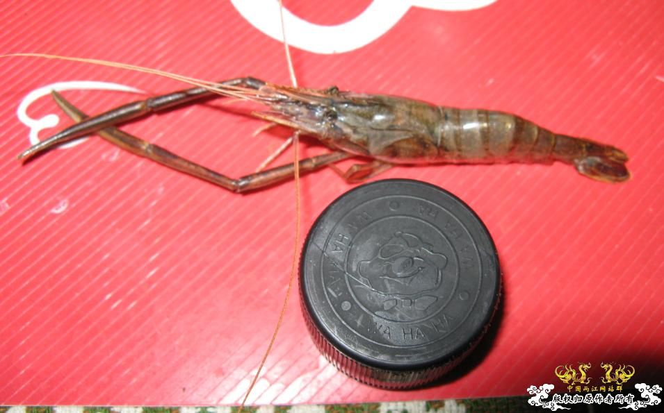 人为财死，鱼为食亡