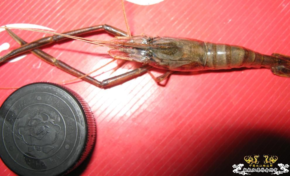 人为财死，鱼为食亡