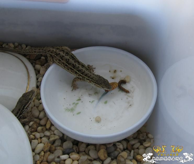 人为财死，鱼为食亡