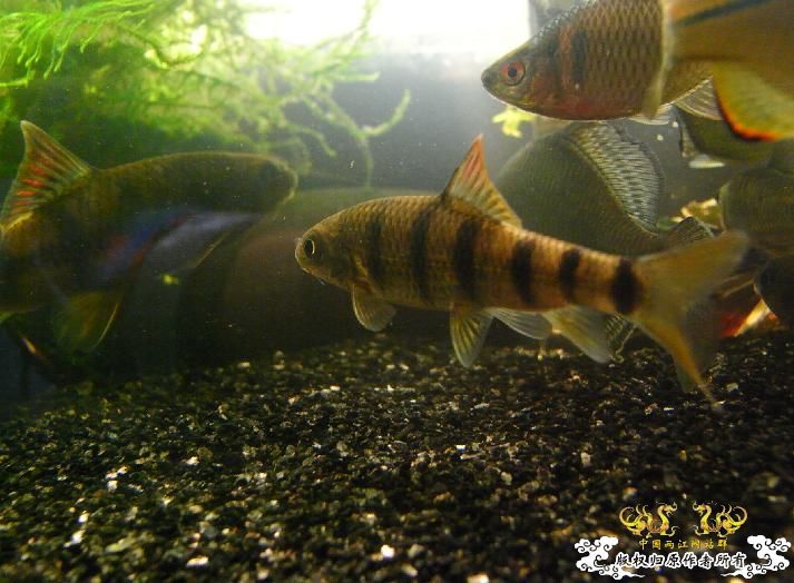 余晖下的鱼缸