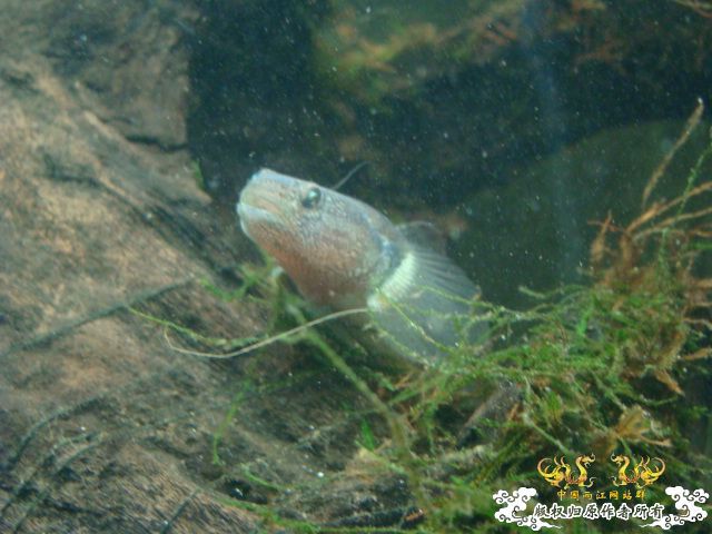 [原创]我这是什么品种的虎啊？