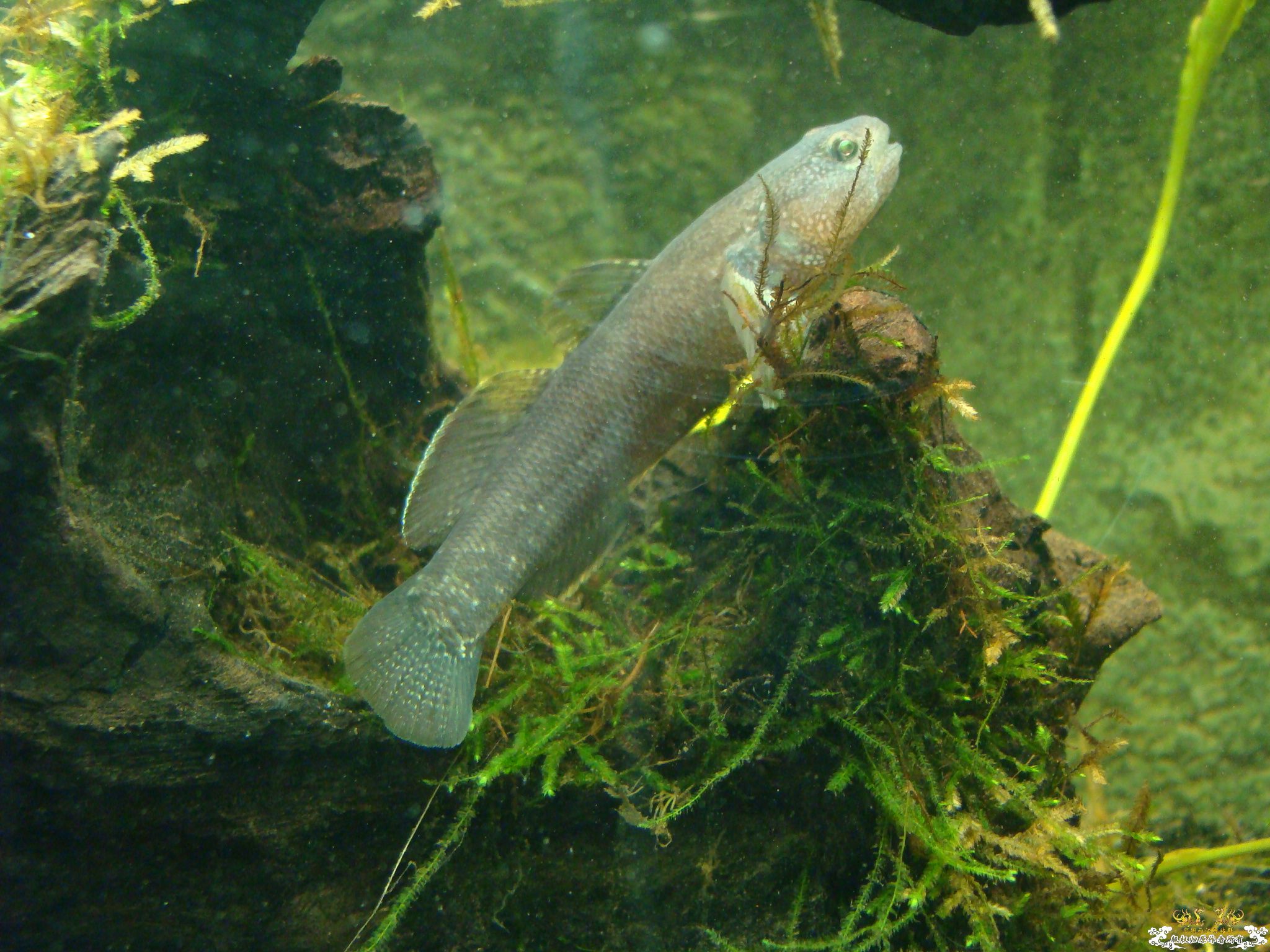 [原创]我这是什么品种的虎啊？