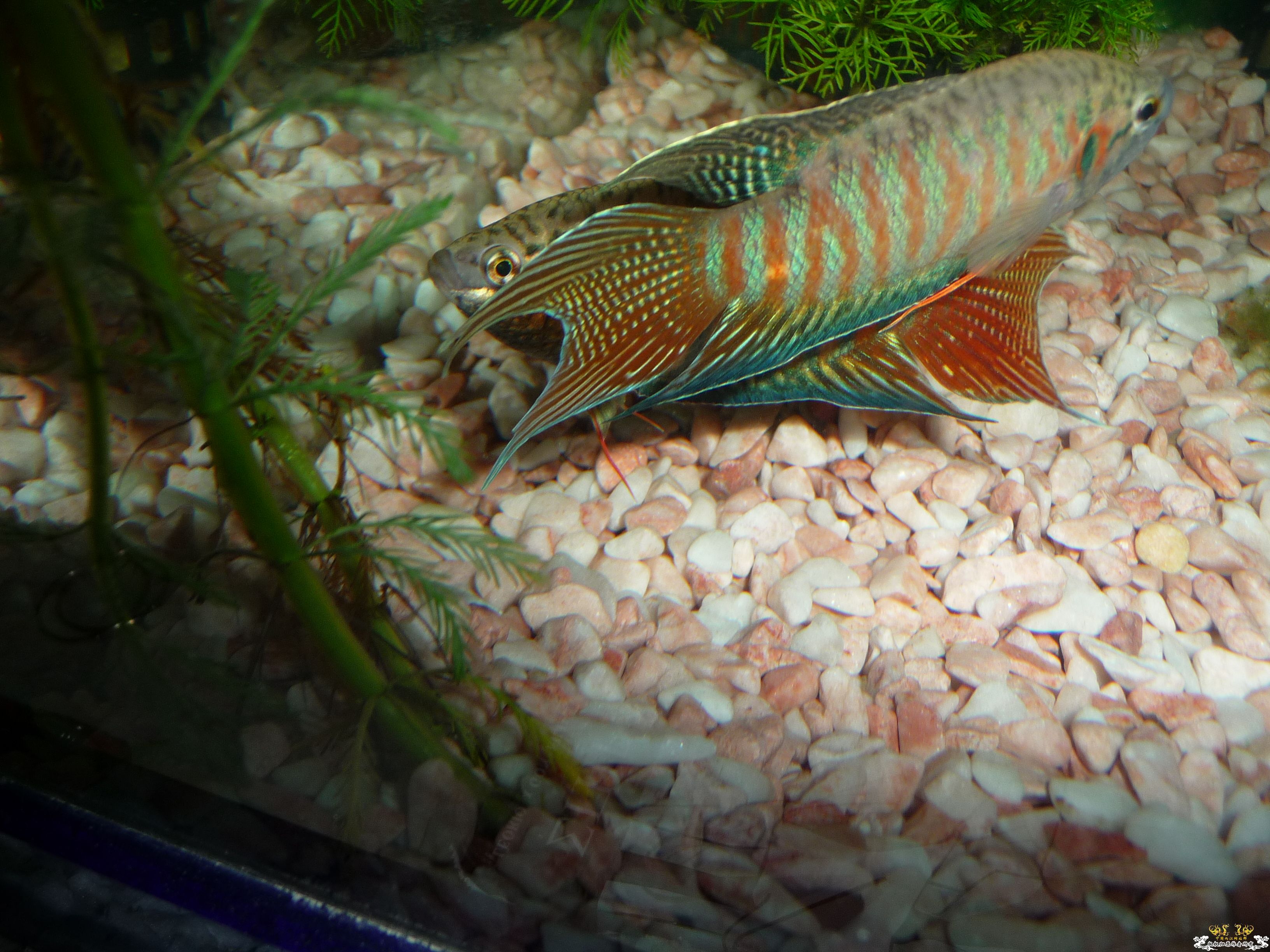 嗮一下我家斗斗