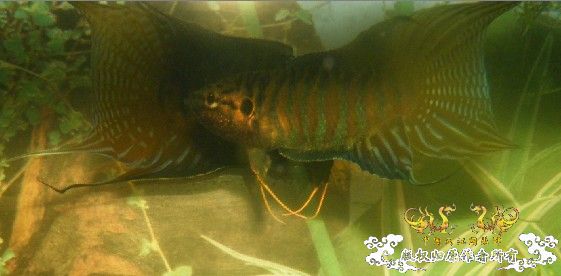 开打了，可惜没照好，相机也没电了，郁闷.................