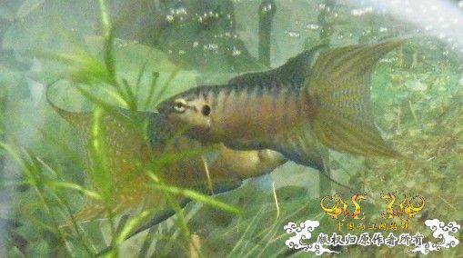 开打了，可惜没照好，相机也没电了，郁闷.................