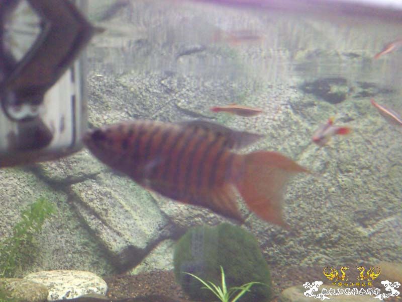 [原创]新人请安，大家多多关照！