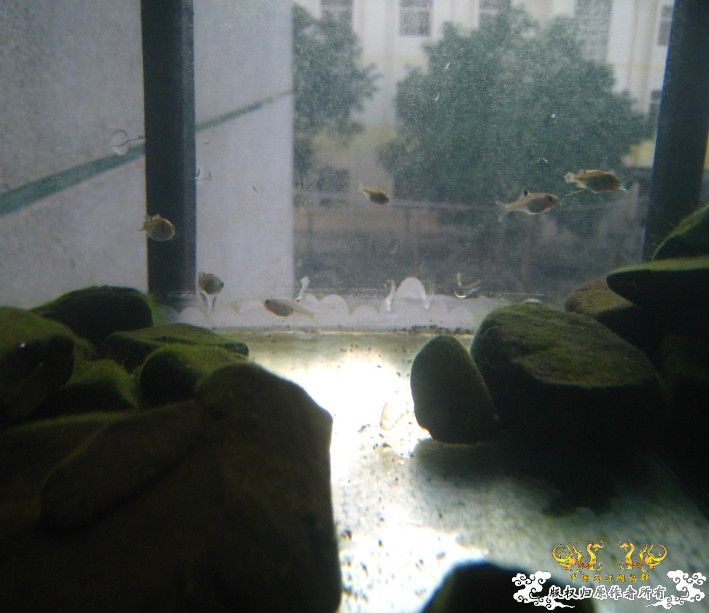 今天买虾家里的鱼爽死了~