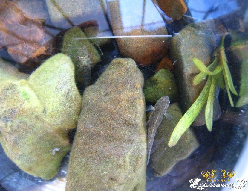 今天买虾家里的鱼爽死了~