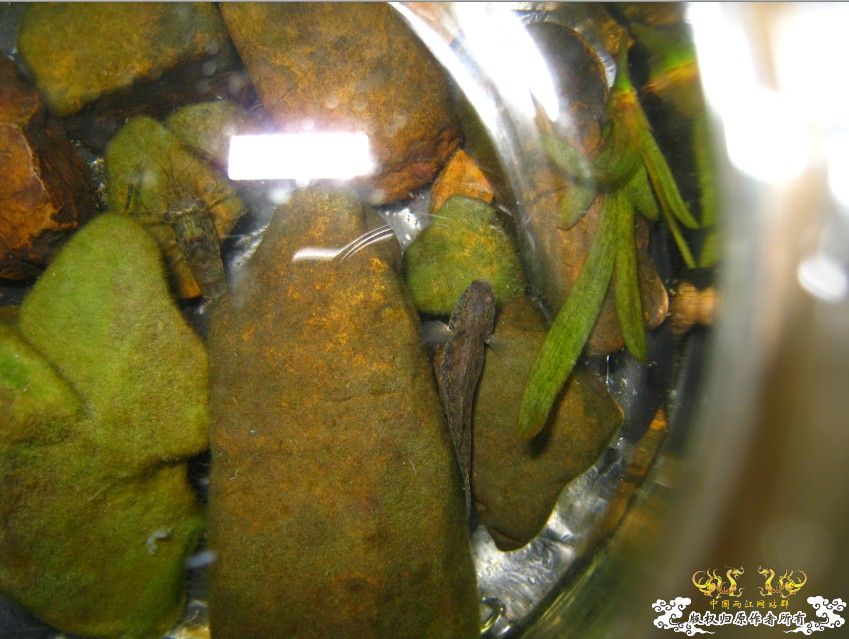 今天买虾家里的鱼爽死了~