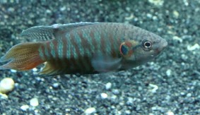 [讨论][求助]我的国斗长什么了？