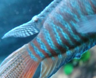 [讨论][求助]我的国斗长什么了？