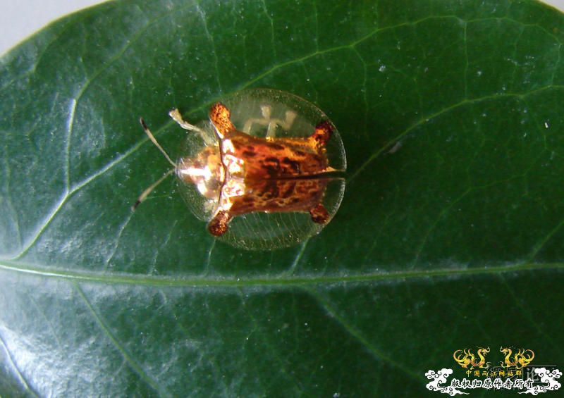 请问这是什么昆虫？太有意思了！