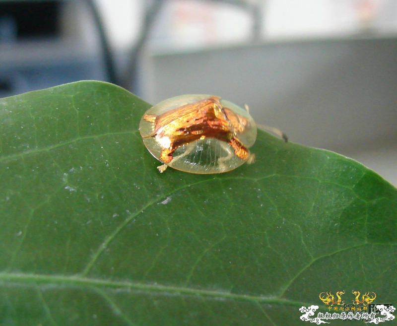 请问这是什么昆虫？太有意思了！