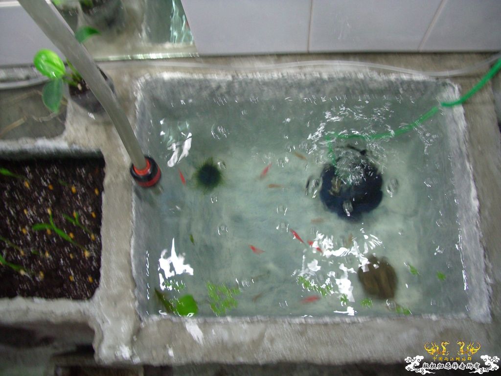 以往的養魚經歷