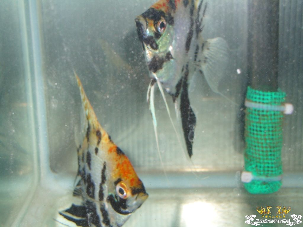 以往的養魚經歷