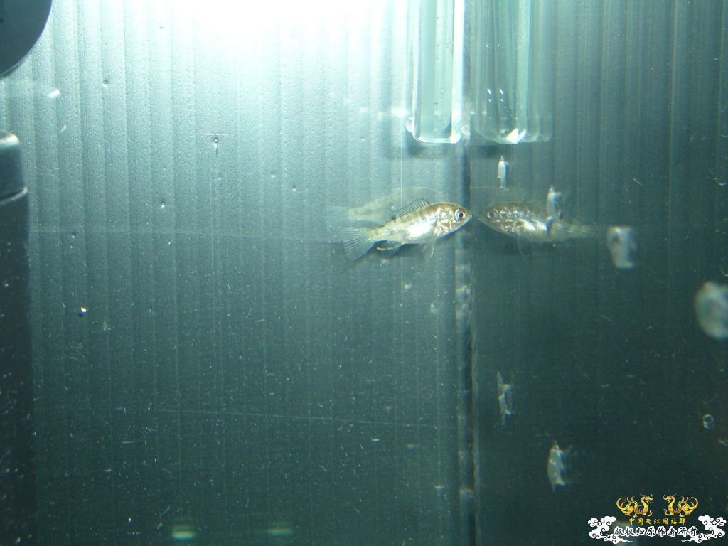 以往的養魚經歷