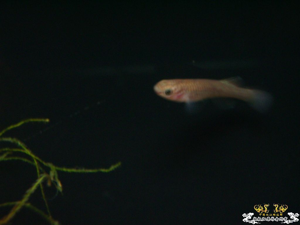 以往的養魚經歷