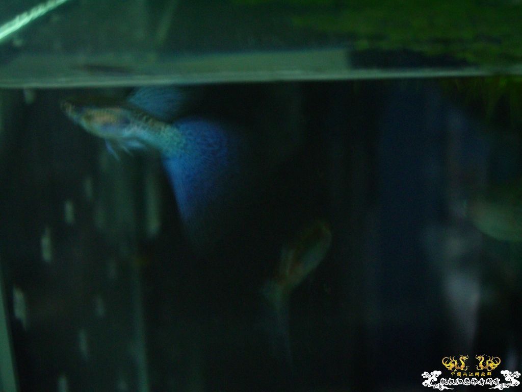 以往的養魚經歷