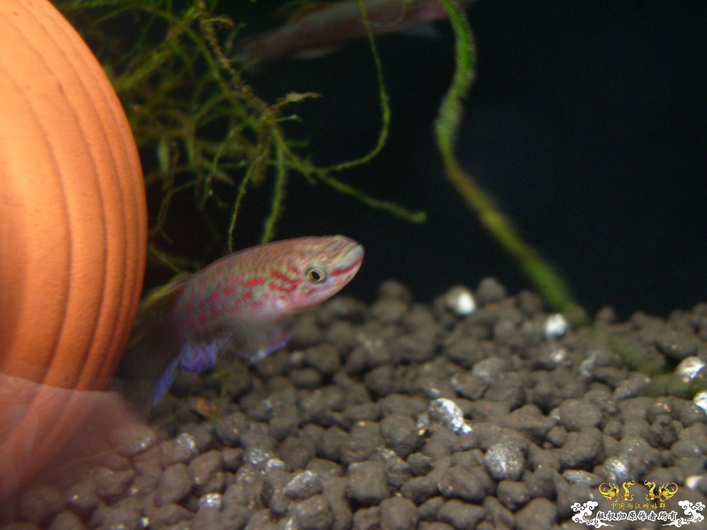 以往的養魚經歷