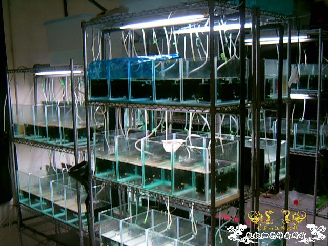 以往的養魚經歷