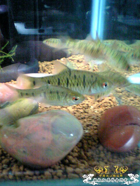 以往的養魚經歷