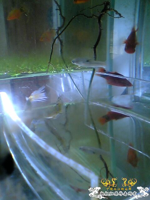 以往的養魚經歷