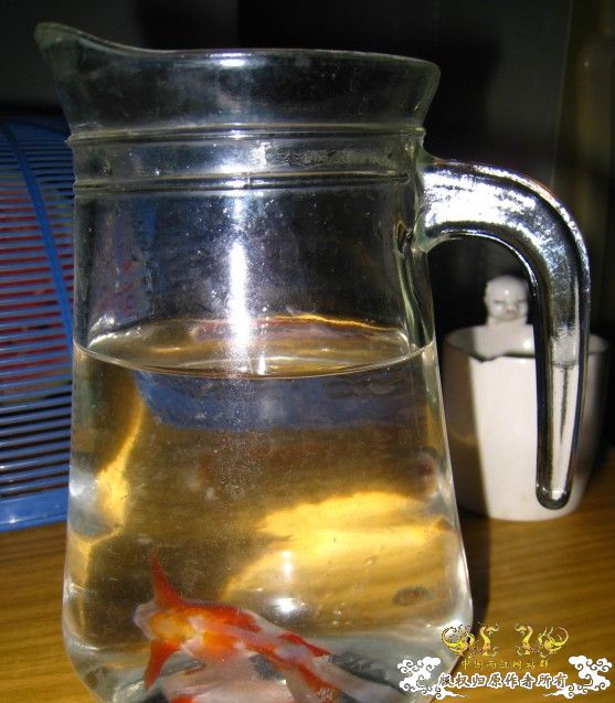 脆弱的生命